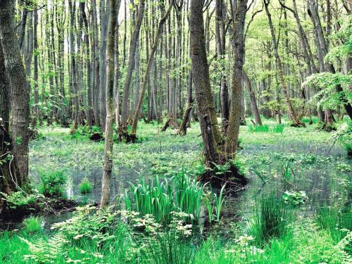 a forest filled with lots of trees and green plants at Zur Alten Boddenfischerei Ferienwohnung HeideZauber in Neuendorf Heide