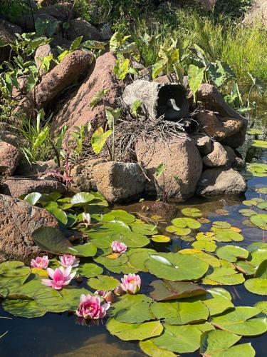 Un jardín fuera de River Gardens Axedale Pet Friendly Farmstay B&B