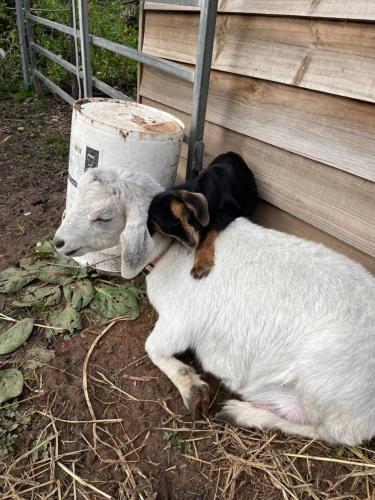 Animales en el bed and breakfast o alrededores