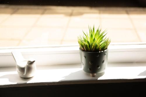 two plants in a pot sitting on a window sill at Queens Head Hotel in Berwick-Upon-Tweed