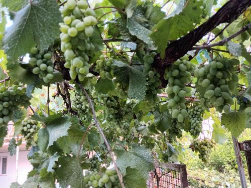 a bunch of green grapes hanging from a tree at Magdan house in Tskaltubo