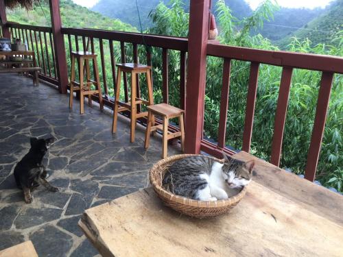 a cat sitting in a basket on a wooden bench at Mộc Châu Peachy Garden in An Pon