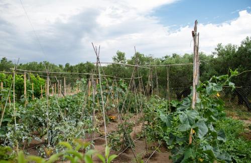 a garden with tomato plants and a fence at Agrikia tis Vasilikis in Ormília