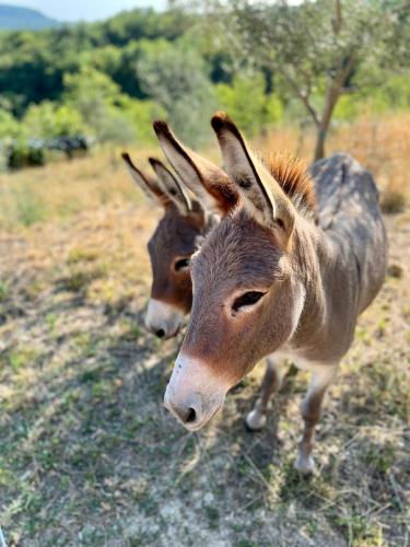 two gazelles are standing in a field at Casa Histria Apartments in Šmarje