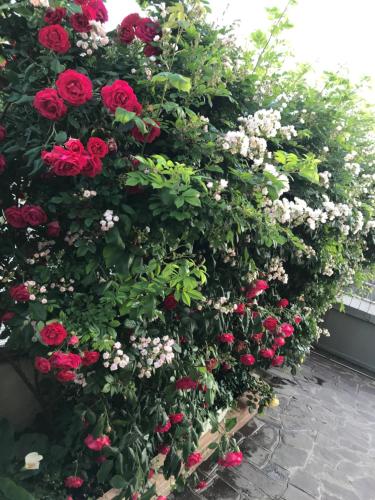 eine Hecke aus roten Rosen und weißen Blumen in der Unterkunft LA S'VOLTA VANZAGO BED AND BREAKFAST in Vanzago