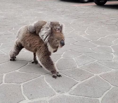 een koala beer die een baby op zijn rug draagt bij Seaview Motel & Apartments in Apollo Bay