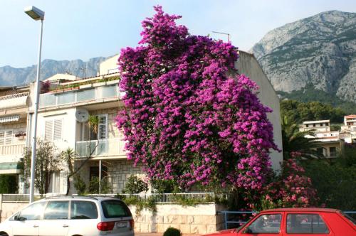 Fotografia z galérie ubytovania Apartments and rooms with parking space Makarska - 6644 v destinácii Makarska