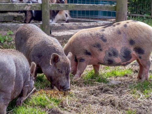 three pigs standing in the grass in a pen at Caner Bach Lodge in Bridgend