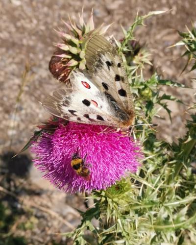 a butterfly is sitting on a purple flower at Aronia Kazbegi in Stepantsminda
