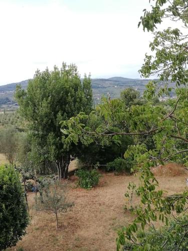 a group of trees in a field with grass at I Rosai appartamento sulle colline fiorentine in Bagno a Ripoli