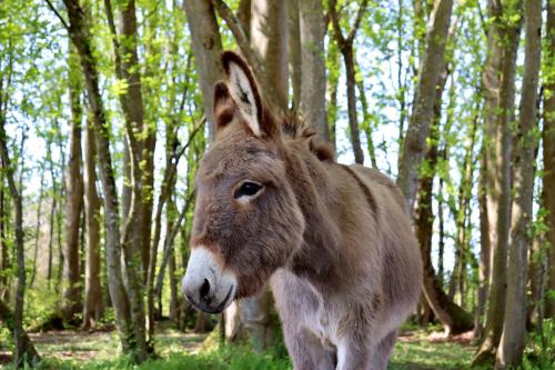 a donkey standing in the grass in the woods at Maison D'hôtes Sainte-Marie in Mirande