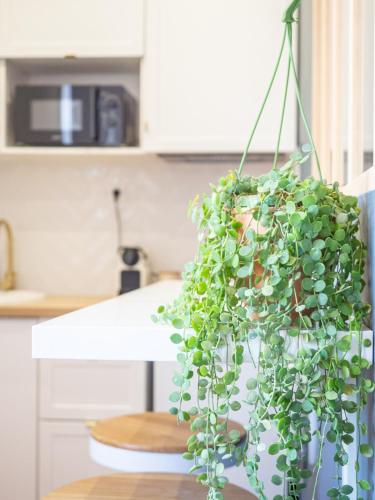 a potted plant hanging from a kitchen counter at Le Cocoon - Appartement cocooning à Orange in Orange