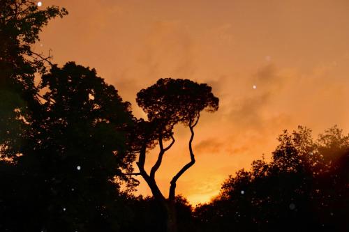 a silhouette of a tree in front of a sunset at Maison D'hôtes Sainte-Marie in Mirande