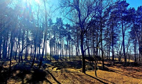 a forest of trees with the sun shining through them at Hostel Borik in Ðurđevac