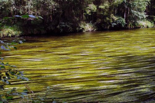 a river with green plants on the side of it at Ferienhaus Meineke in Regen