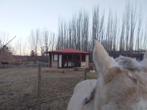 Buda lodge – Photos 3