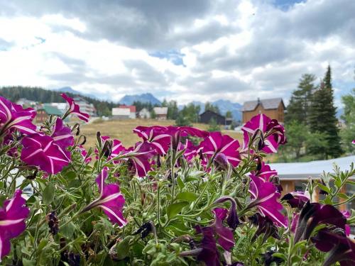 a group of purple flowers in a field at Apartment Zabljak Center in Žabljak