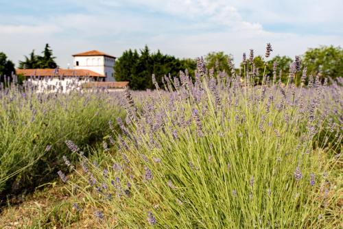 a field of purple flowers with a building in the background at AGRITURISMO COLOMBARE TEBOI in Lazise