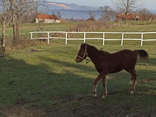 a brown horse standing in a field next to a fence at Ranč Sretenović in Mionica