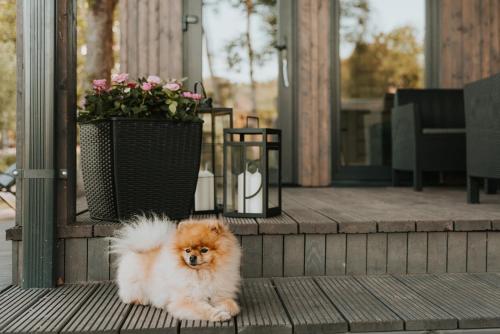 a small brown and white dog sitting on a porch at Silazari Klapkalnciems in Klapkalnciems