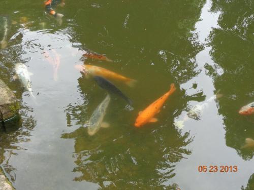 a group of kites swimming in a pond at Hotel Leo's Ruh in Waldböckelheim