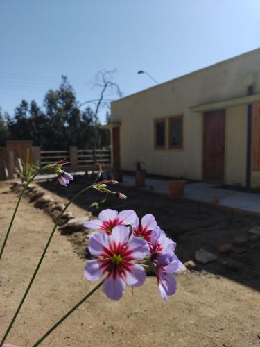Zahrada ubytování El Nido del Colibri