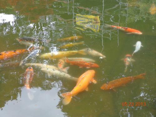 a group of koi fish swimming in a pond at Hotel Leo's Ruh in Waldböckelheim