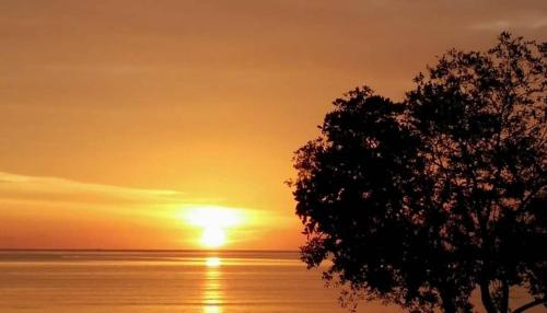 a tree in front of a sunset over the water at OCEAN LODGE in Pantai Cenang