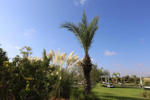 a palm tree in the middle of a field at Riad Al Mendili Private Resort & Spa in Had Abdallah Rhiat