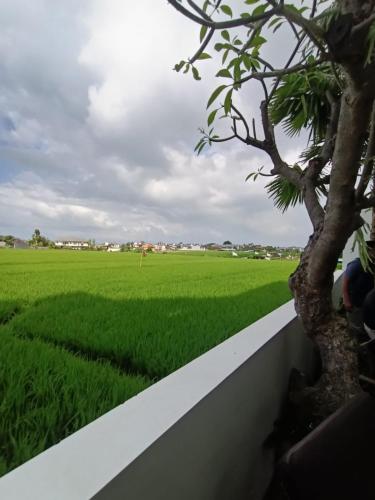 a rice field with a tree in the foreground at The Kd Suites & Coffee Shop in Munggu