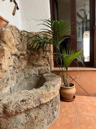 カソルラにあるAlojamiento Rural Con los pies en la sierraの室内の鉢植えの石の洗面台