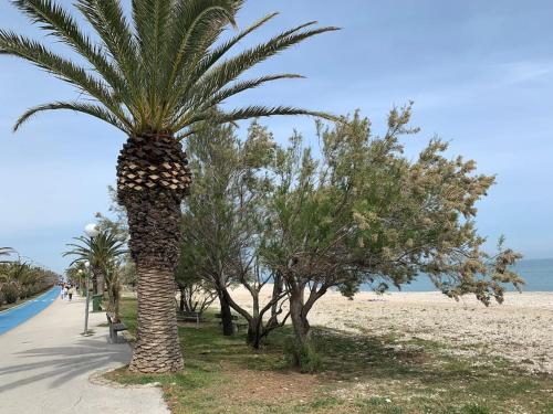 IL COMO' DELLA CIVETTA - Fenice di mare