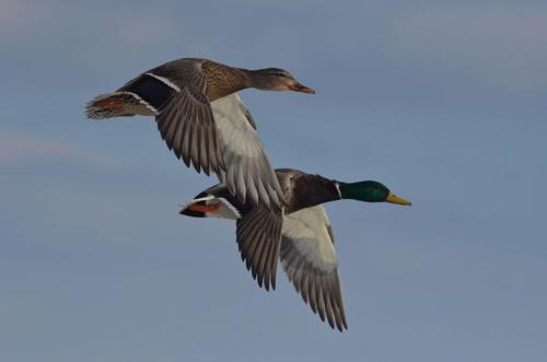 a pair of ducks flying in the sky at Appt spacieux et lumineux pour 6 pers in Giffaumont