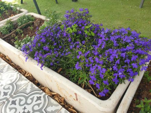 a pot of purple flowers in a garden at חצבים על הואדי in Arad
