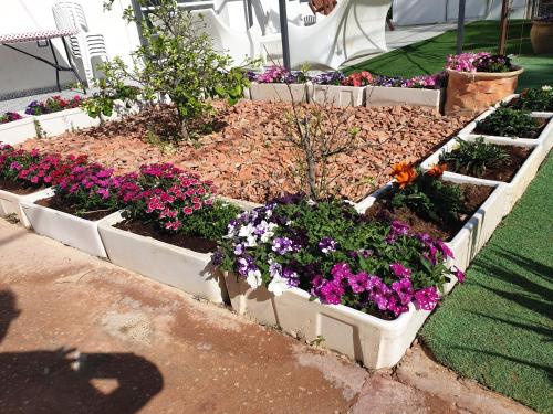 a group of flowers in a garden at חצבים על הואדי in Arad