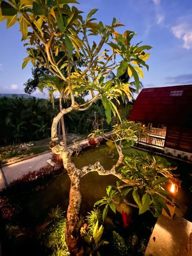 a bonsai tree in a garden in front of a building at Griyatama Bungalow in Nusa Penida
