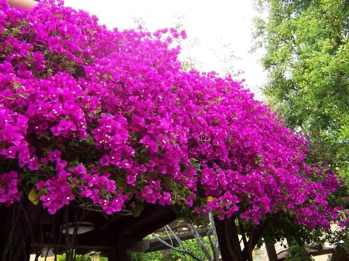 a bunch of purple flowers on a tree at Villa Blanca situated in a Luxurious Spa Resort in Jávea