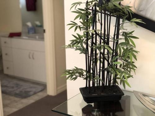 a plant sitting on top of a glass table at Maria Maria * vacation rental with amazing lake vi in Lehigh Acres
