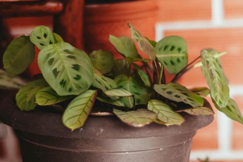 a plant in a black pot with green leaves at Villa Loretana in Yurimaguas