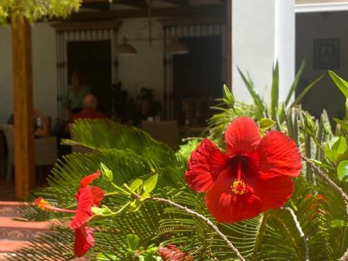 uma flor vermelha num arbusto com plantas verdes em B&B Casa Adelante Sevilla em Espartinas