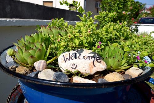 a blue bucket filled with plants and a rock at Holiday house with a parking space Seline, Paklenica - 16318 in Starigrad-Paklenica