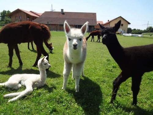 a group of sheep and llamas in a field at Niedergerner Alpaka Ranch in Haiming