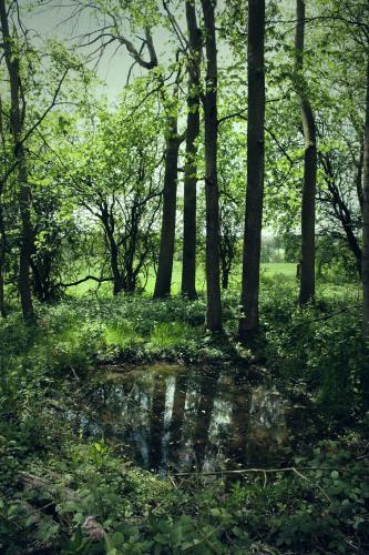 a forest with trees and a puddle in the grass at Wildhive Callow Hall in Ashbourne