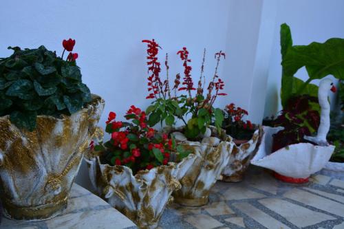 a group of potted plants sitting on a table at Guest House Vera in Ulcinj