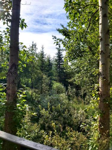 a bench in the middle of a forest with trees at Bakkakot 3 Cozy Cabin In The Woods in Akureyri