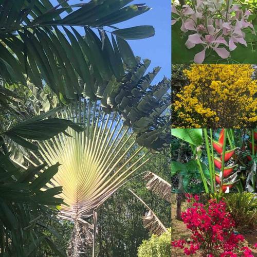 a collage of photos of flowers and plants at Atlantis cove Tobago 