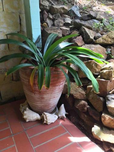 a plant in a pot next to a stone wall at Atlantis cove Tobago 