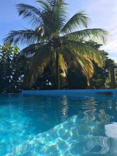 a palm tree sitting next to a swimming pool at Atlantis cove Tobago 
