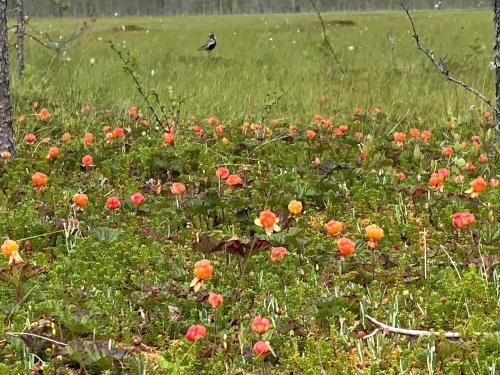 a field filled with lots of red flowers in a field at Villa JoenPolku Ruka in Ruka