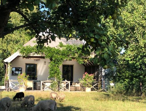 a group of animals grazing in front of a house at Het Buitengebied in Empe